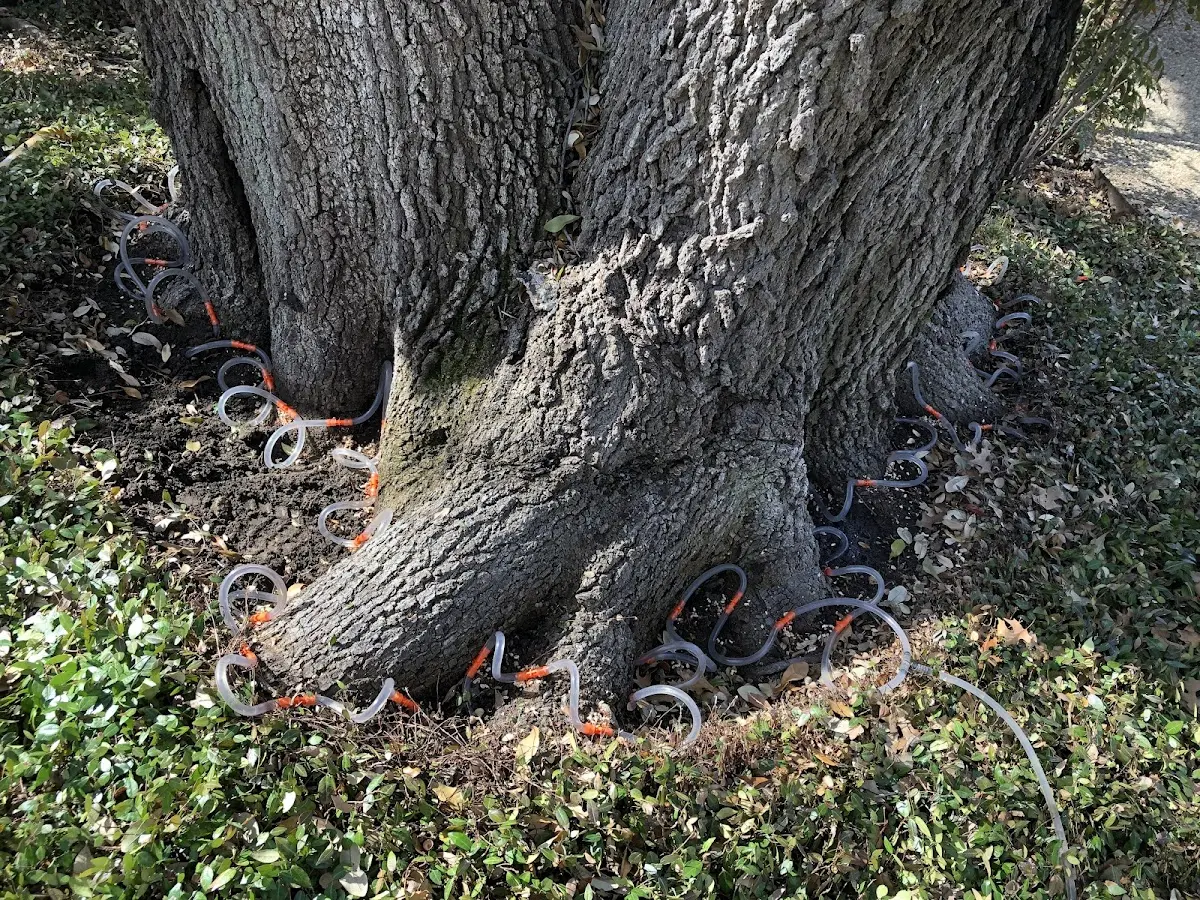 Detailed Tree Cabling and Bracing job site in Nemours