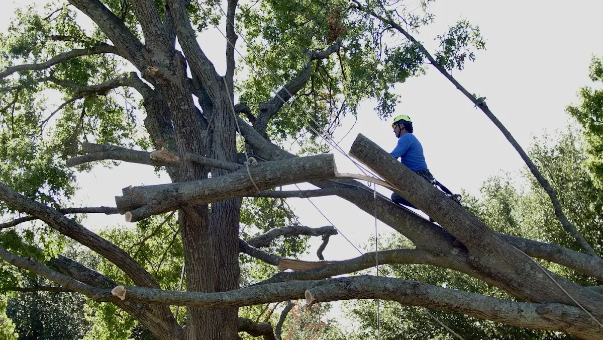 Professional Hazardous Tree Removal performed by certified arborists in Nemours